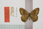 Satyrus arethusa strumata Buresch, 1919 [paralectotype]