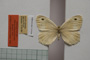 Satyrus arethusa strumata Buresch, 1919 [paralectotype]