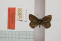 Erebia gorge pirinica Buresch, 1919 [paralectotype]
