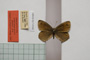 Erebia gorge pirinica Buresch, 1919 [paralectotype]