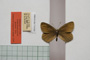 Erebia gorge pirinica Buresch, 1919 [paralectotype]
