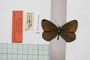 Erebia gorge pirinica Buresch, 1919 [paralectotype]