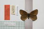 Erebia gorge pirinica Buresch, 1919 [paralectotype]