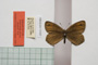 Erebia gorge pirinica Buresch, 1919 [paralectotype]