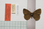 Erebia tyndarus macedonica Buresch, 1919 [paralectotype]