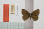 Erebia tyndarus macedonica Buresch, 1919 [paralectotype]