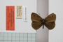 Erebia tyndarus macedonica Buresch, 1919 [paralectotype]