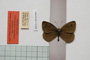 Erebia tyndarus macedonica Buresch, 1919 [paralectotype]