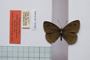 Erebia tyndarus macedonica Buresch, 1919 [paralectotype]