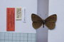 Erebia tyndarus macedonica Buresch, 1919 [paralectotype]