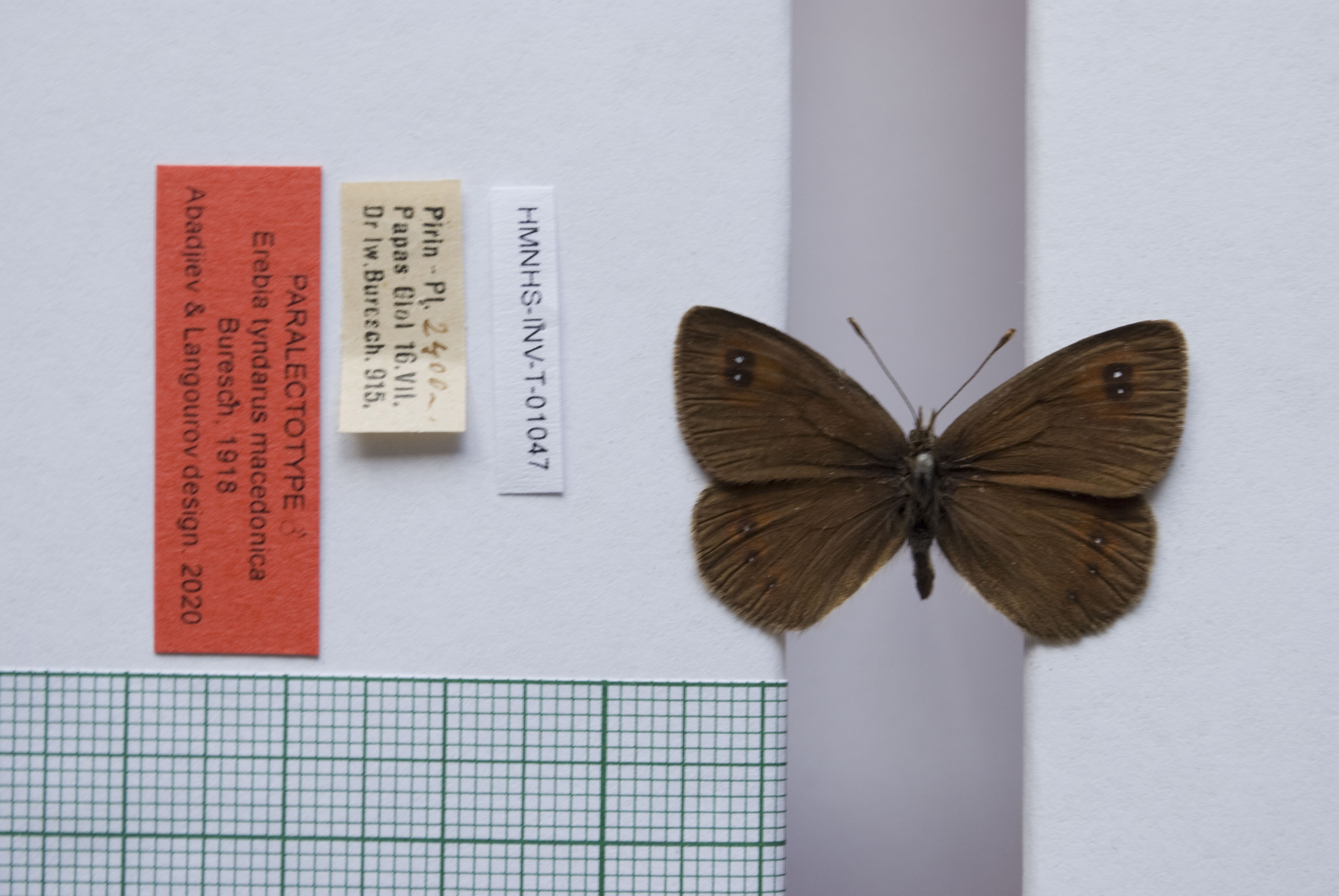 Erebia tyndarus macedonica Buresch, 1919 [paralectotype]