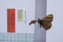 Erebia tyndarus macedonica Buresch, 1919 [paralectotype]