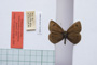 Erebia tyndarus macedonica Buresch, 1919 [paralectotype]