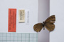Erebia tyndarus macedonica Buresch, 1919 [paralectotype]