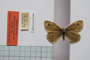 Erebia tyndarus macedonica Buresch, 1919 [paralectotype]