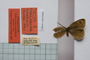 Erebia tyndarus macedonica Buresch, 1919 [paralectotype]