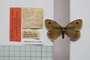 Erebia tyndarus macedonica Buresch, 1919 [lectotype]