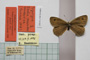 Erebia tyndarus macedonica Buresch, 1919 [paralectotype]