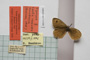 Erebia tyndarus macedonica Buresch, 1919 [paralectotype]