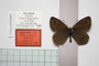 Erebia cassioides centrorilica Abadjiev, 2001 [paratype]