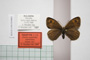 Erebia cassioides centrorilica Abadjiev, 2001 [paratype]