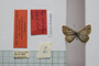 Lycaena orbitulus rebeli Tuleschkow, 1932 [syntype]