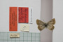 Lycaena orbitulus rebeli Tuleschkow, 1932 [syntype]