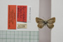 Lycaena orbitulus rebeli Tuleschkow, 1932 [syntype]