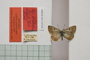 Lycaena orbitulus rebeli Tuleschkow, 1932 [syntype]