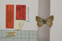 Lycaena orbitulus rebeli Tuleschkow, 1932 [syntype]
