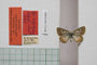 Lycaena orbitulus rebeli Tuleschkow, 1932 [syntype]