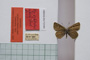 Lycaena orbitulus rebeli Tuleschkow, 1932 [syntype]