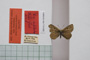 Lycaena orbitulus rebeli Tuleschkow, 1932 [syntype]