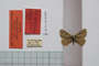 Lycaena orbitulus rebeli Tuleschkow, 1932 [syntype]
