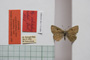 Lycaena orbitulus rebeli Tuleschkow, 1932 [syntype]