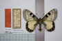Doritis apollinus thracica Buresch, 1915 [paralectotype]