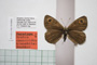 Erebia cassioides kinoshitai Beshkov, 1996 [paratype]