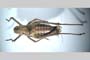 Poecilimon affinis rilensis Peshev, 1980 [holotype]