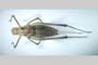 Isophya gulae Peshev, 1981 [holotype]