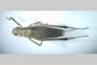 Isophya miksici Peshev, 1985 [holotype]