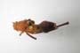 Isophya tschirpanensis Nedelkov, 1908 [syntype]