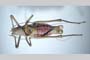 Poecilimon jablanicensis Chobanov et Heller, 2010 [holotype]