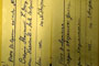 Crepis stojanovii T.Georg. [lectotype]