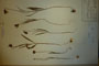 Fritillaria drenovskii Deg. et Stojanoff [lectotype]
