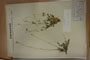 Silene flavescens W.K. f. glabra B.Stef. [лектотип]