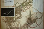 Holcus lanatus L. f. viviparus Ceschm. [holotype]