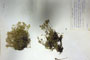 Minuartia recurva (All.) Schinz. et Thell. subsp. recurva var. balcanica Ceschm. & Kiriac var. n. [isotype]