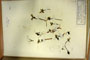Eranthis bulgaricus Stef. [isolectotype]