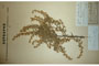Cytisus absinthoides Jka. [lectotype]