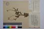 Anthemis auriculata Boiss. var. thessalonica Stoj. et Kitan. []